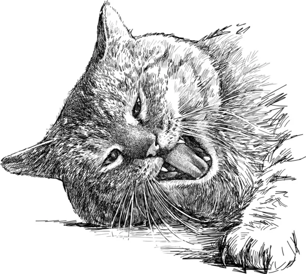猫の歯をむく — ストックベクタ