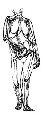 insan vücudu anatomisi