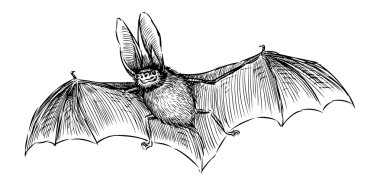 yarasa illüstrasyon