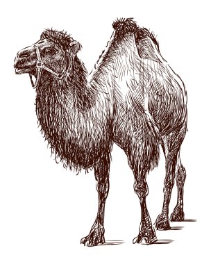 Camel in a harness