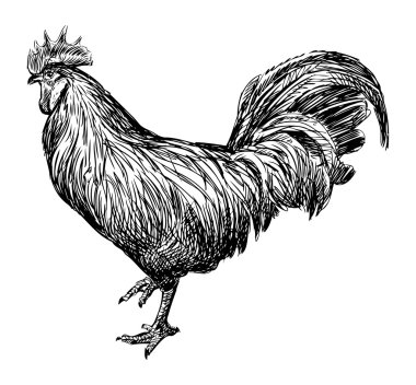 ukala horoz