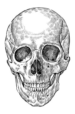 insan kafatası çizimi