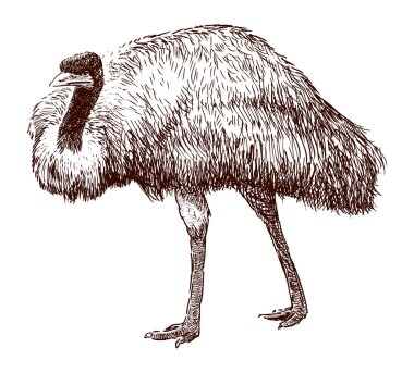 EMU kroki