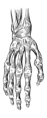 Elin anatomisi.