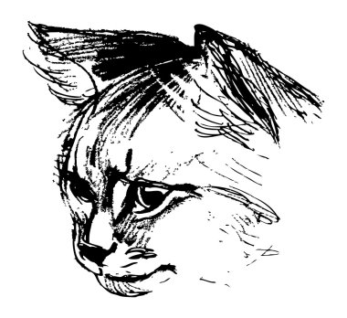 bir kedinin kafasını