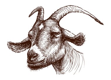 Head of goat