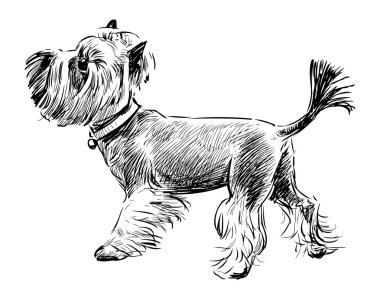 Mini köpek