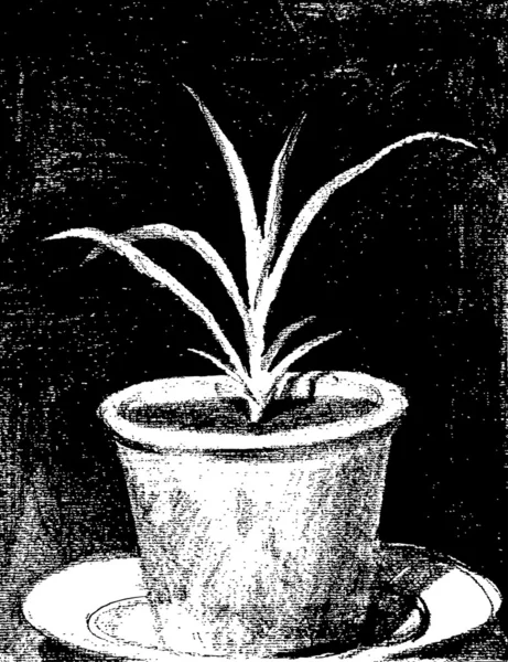 Aloes ilustracja — Wektor stockowy