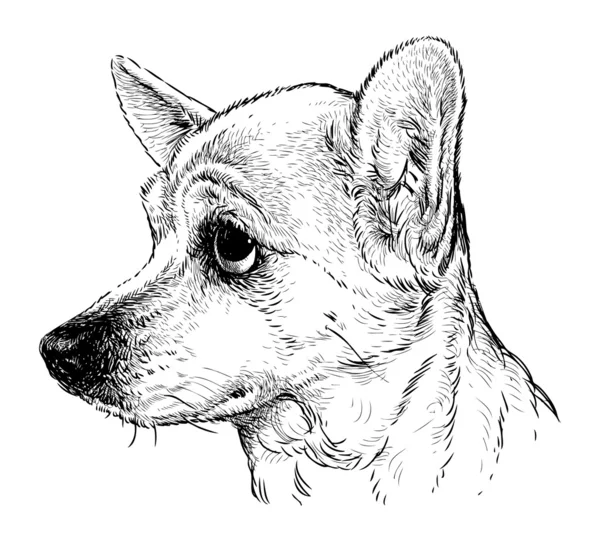 Chien amusant — Image vectorielle