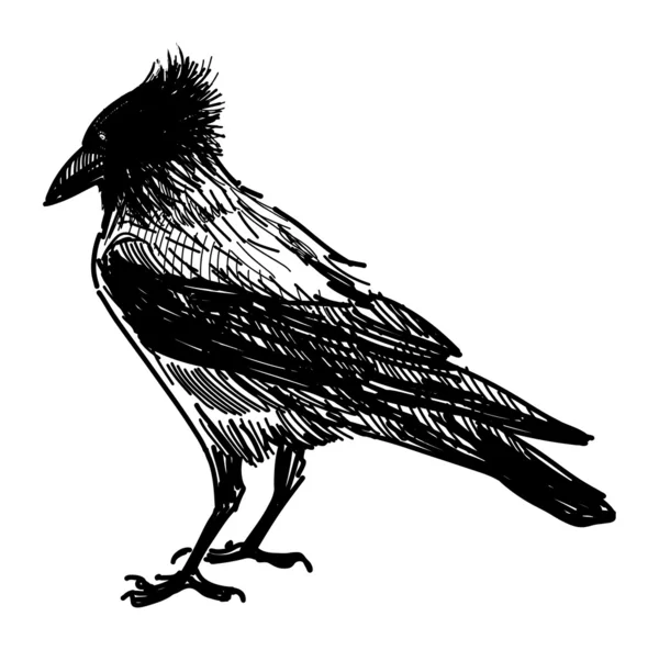 Corbeau en colère — Image vectorielle