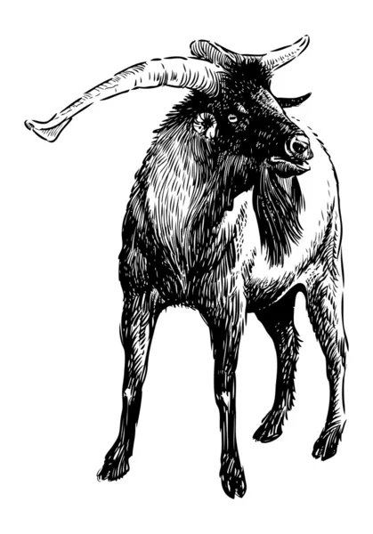 Vousatý koza — Stockový vektor