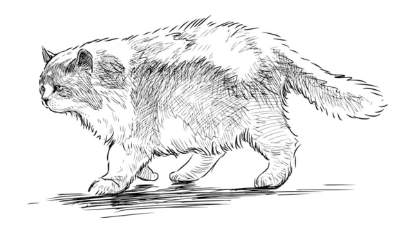 大きな猫 — ストックベクタ