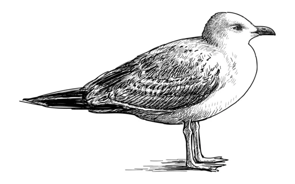 Grosse mouette — Image vectorielle