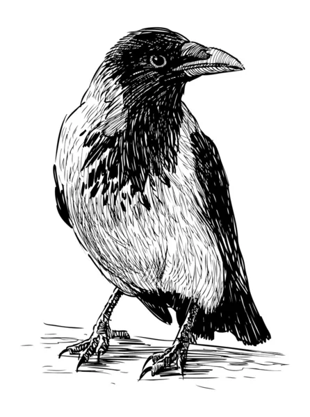 Velké crow — Stockový vektor