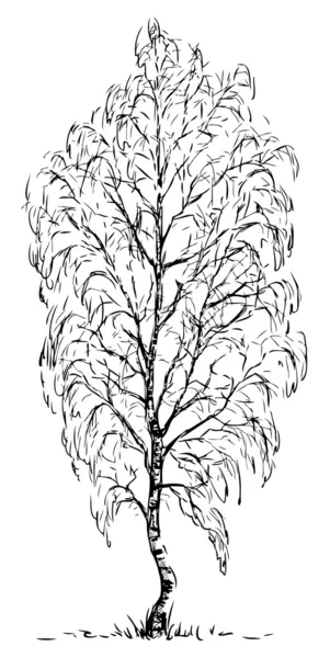 Huş ağacı — Stok Vektör