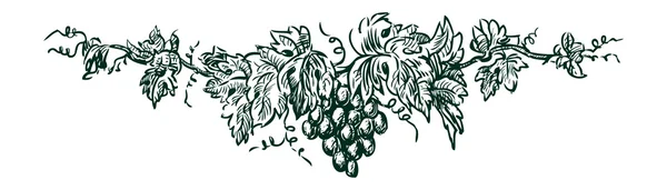 Ramo d'uva — Vettoriale Stock