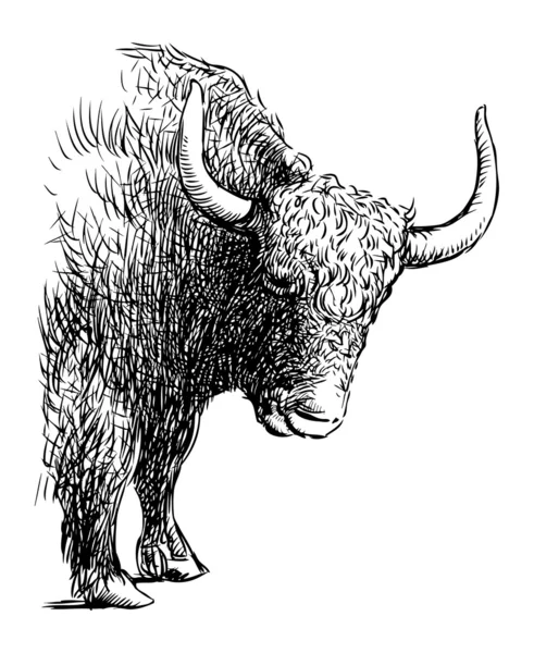 Bull illustration — Stock Vector