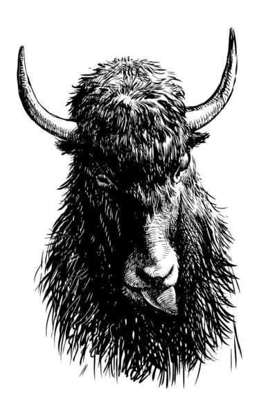 Κεφάλι ταύρου — Διανυσματικό Αρχείο