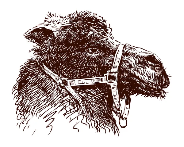 Cabeza de camello — Vector de stock