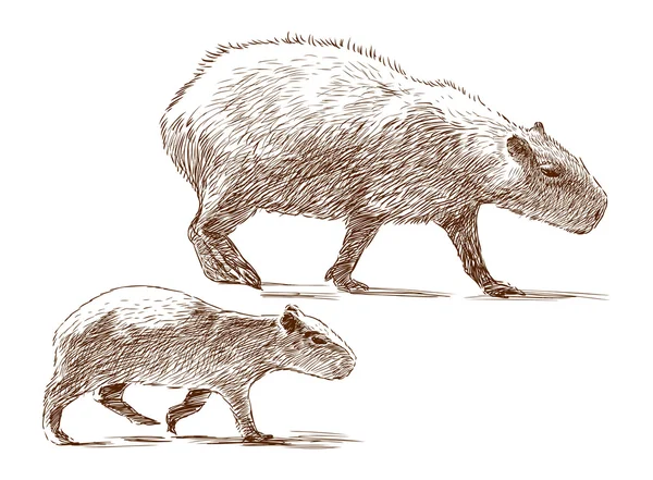 Capivara com uma cria —  Vetores de Stock