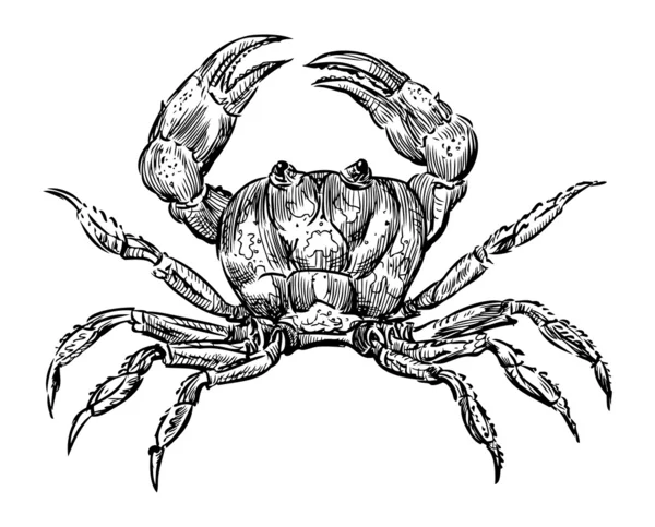 Crab sketch — Stock Vector