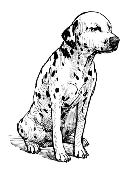 Dalmatien — Image vectorielle