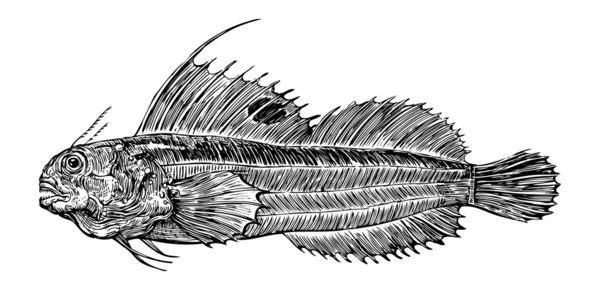 Esboço de peixe — Vetor de Stock