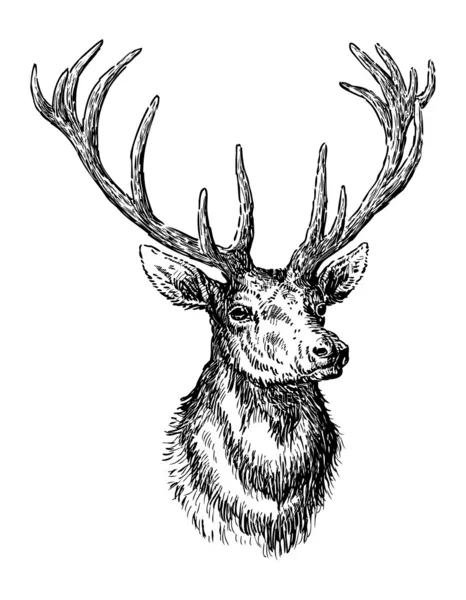 Cerfs — Image vectorielle