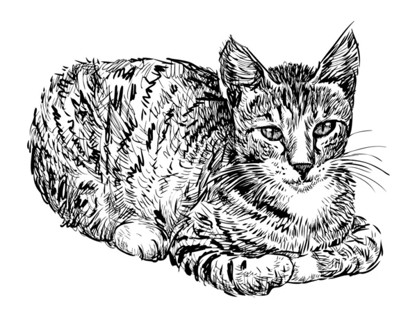 国内の猫 — ストックベクタ