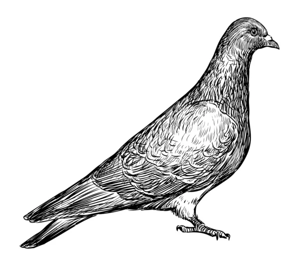 Pigeon — Image vectorielle