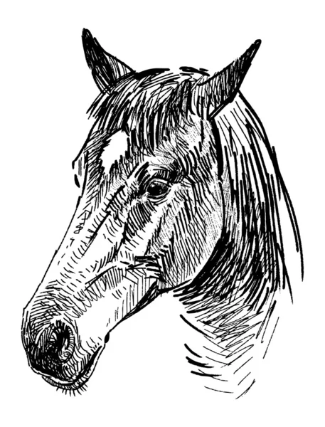 Head of horse — Stock Vector