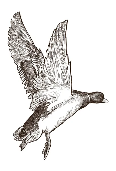 Flying duck — Stock Vector