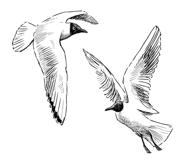 Flying seagulls — Stock Vector