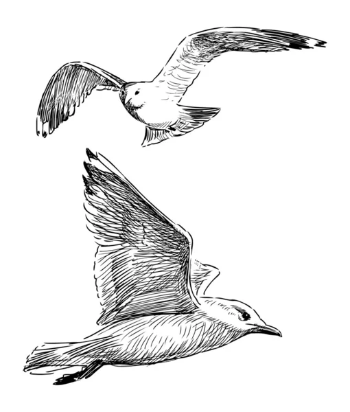 Goélands marins volants — Image vectorielle