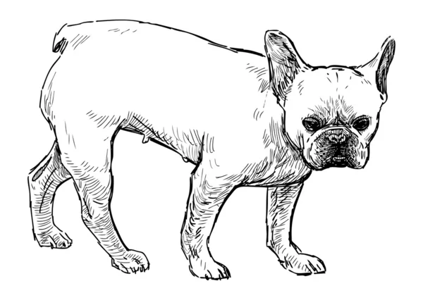 Bulldog ambulante — Archivo Imágenes Vectoriales