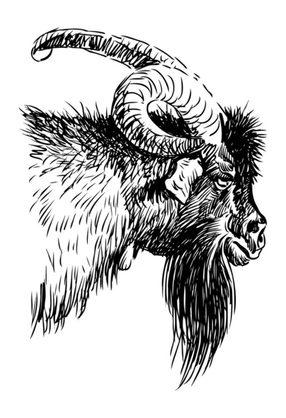 Goat head — Stock Vector