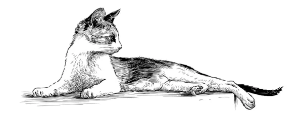 Anmutige Katze — Stockvektor