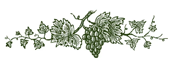 Branche de raisin — Image vectorielle