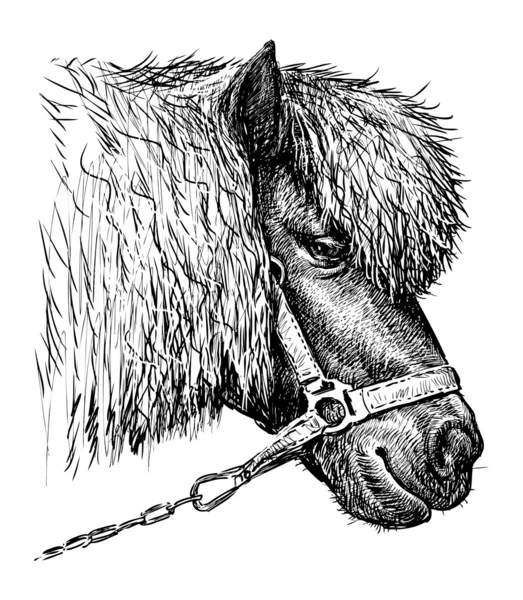Kopf eines Ponys — Stockvektor