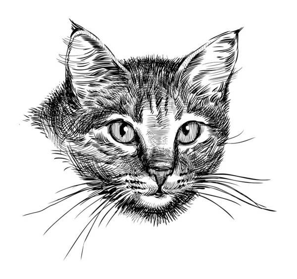 Cabeza de gato — Archivo Imágenes Vectoriales