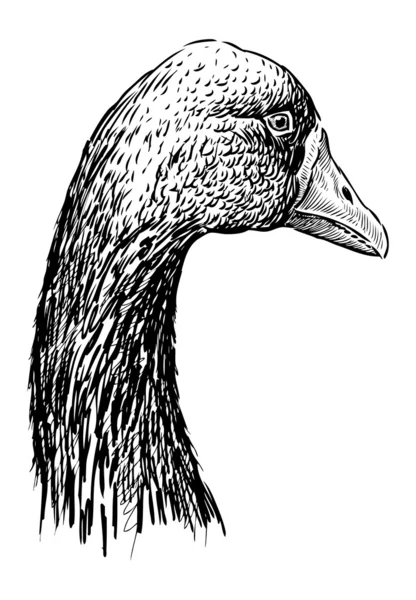 Head of goose — Stock Vector