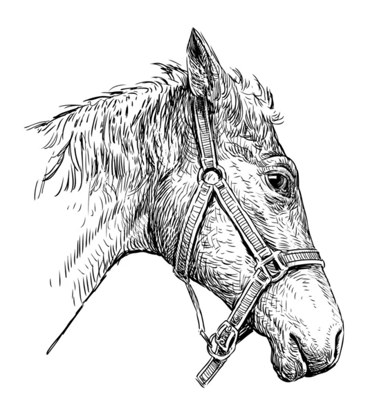 Testa di cavallo imbrigliato — Vettoriale Stock