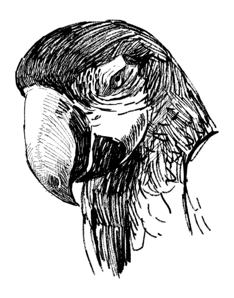 Head of parrot — Stock Vector