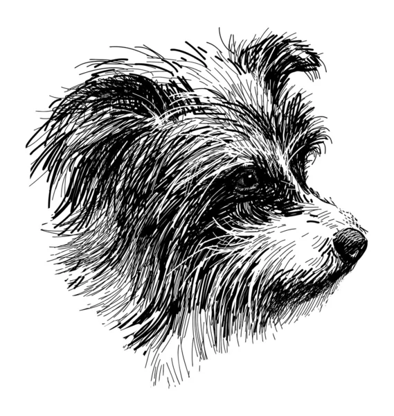 Head of shaggy dog — Stock Vector