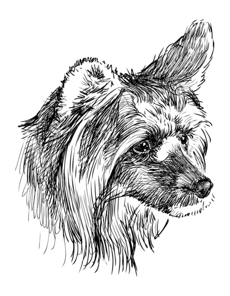 Tête de chien hirsute — Image vectorielle