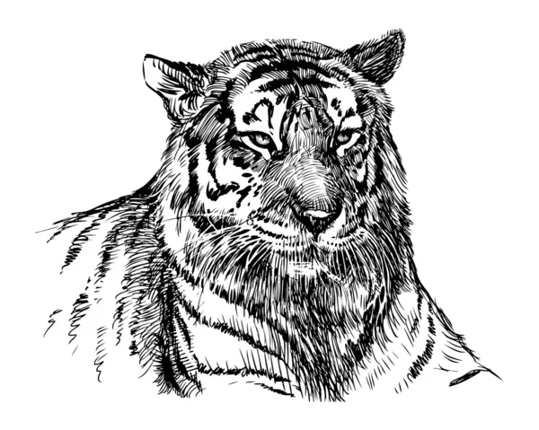 Tigris fej — Stock Vector