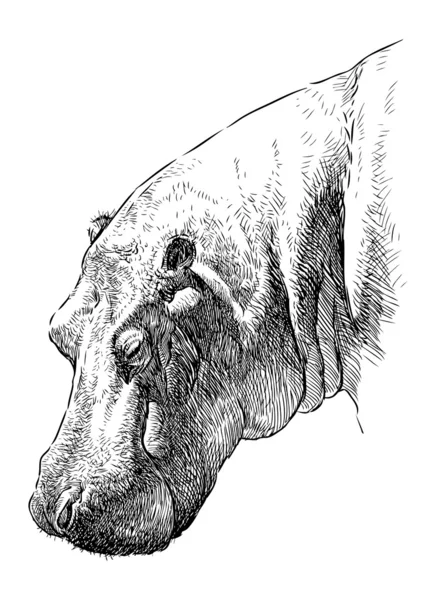 Tête d'hippopotame — Image vectorielle