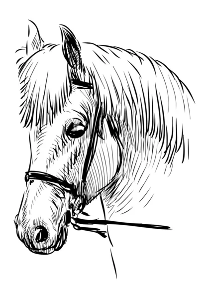 Horse head — Stock Vector