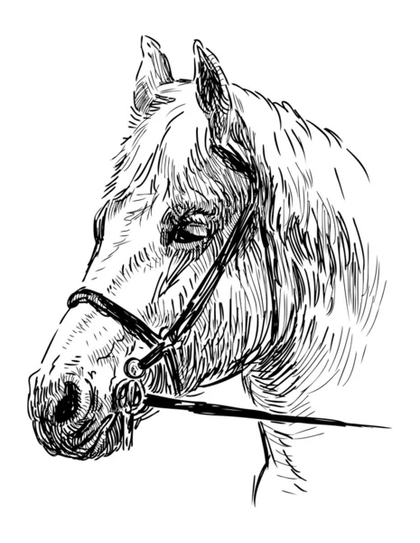 Tête de cheval — Image vectorielle