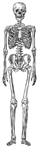 Menschliches Skelett — Stockvektor